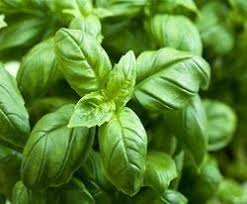 basil fresh